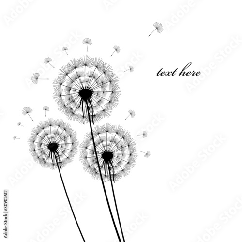 Fotografering  black silhouettes of dandelions