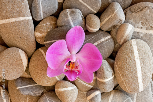 Naklejka na drzwi steine und orchidee