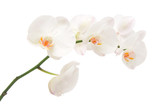 Fototapeta Storczyk - White orchid isolated on white background.