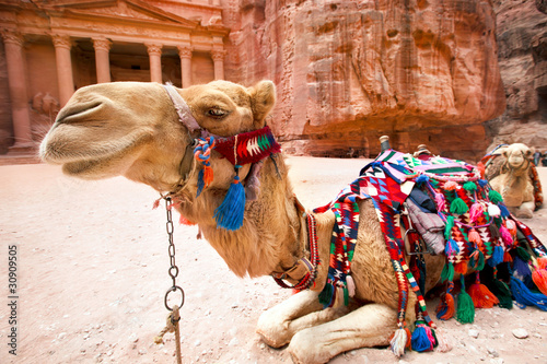 Plakat na papierze fotorealistycznym Wielbłąd beduinów spoczywa w pobliżu al khazneh w petra, jordan