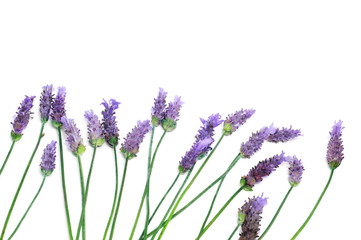 Wall Mural - lavender