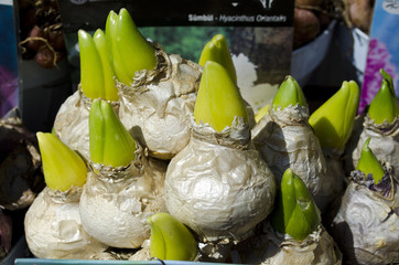 Hyacinth flower bulbs