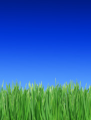 Wall Mural - Green grass against the dark blue sky...