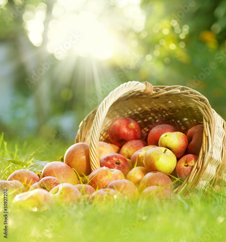 Dekoracja na wymiar  zdrowe-jablka-ekologiczne-w-koszyku