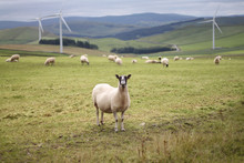 Sheep And Turbines