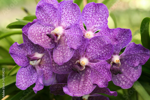 Obraz na płótnie canvas Fioletowa orchidea