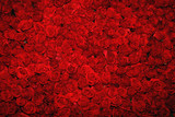 Fototapeta Tęcza - Background with red roses