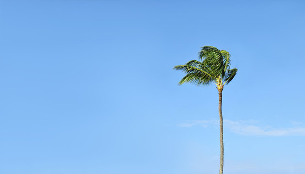 Wall Mural -  - Tropical Palm Tree against a blue sky