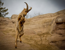 Ibex Jumping