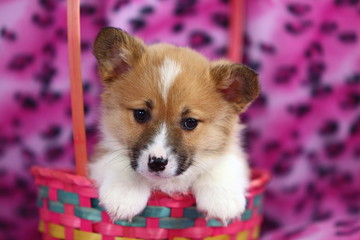 Wall Mural - Welsh Corgi in Easter Basket