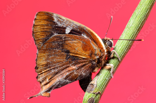 Tapeta ścienna Motyl na czerwonym tle