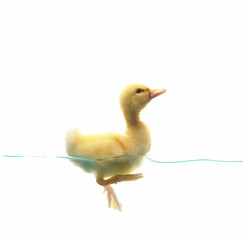 Sticker - duck