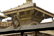 Macaque At Roof In Swayambunath Temple.