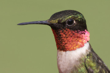Sticker - Ruby-throated Hummingbird