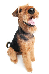 Airedale Terrier dog isolated