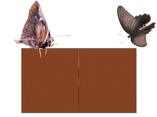 Wall Mural - butterfly wooden texture blank poster frame