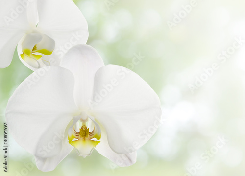 Obraz na płótnie canvas czteroczęściowy "tetraptyk" Kwiat orchidei