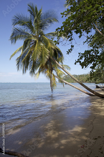 Obraz na płótnie canvas dwuczęściowy "dyptyk" Palmy - cahuita np
