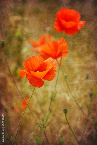 Obraz w ramie Poppy flowers on antique grunge texture background