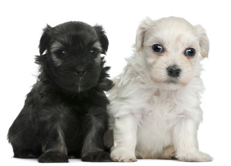 Lowchen or Petit Chien Lion puppies, 3 weeks old, sitting