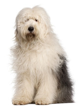 Old English Sheepdog, 2 And A Half Years Old, Sitting