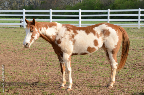 Obraz w ramie American Paint Horse