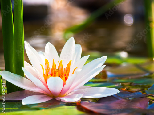 Naklejka nad blat kuchenny water lily