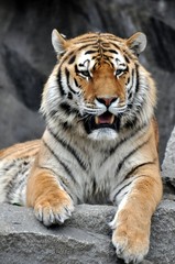 Wall Mural - Sibirischer Tiger