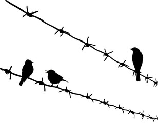 Wall Mural - silhouette three birds on barbed wire