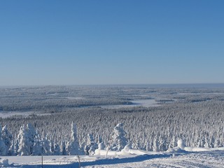 Sticker - forêt scandinave