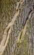 Close up of bark detail, very old Oak Tree