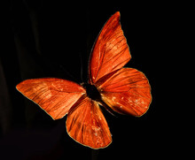 Butterfly Appias Zarinda Zarinda Perspicua Isolated On Black