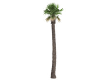 Desert Fan Palm (Washingtonia Filifera)