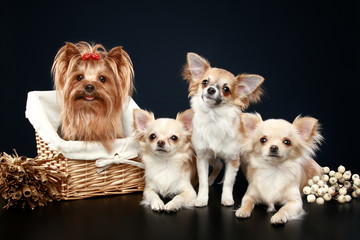 Wall Mural - Long coat chihuahua and Yorkshire terrier