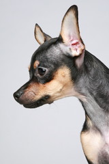 Canvas Print - Russian toy terrier puppy portrait (side view)