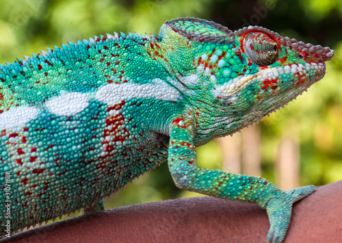 Naklejka samoprzylepna Zielony kameleon