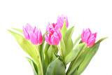 Fototapeta Tulipany - Bouquet of pink tulips isolated on a white background
