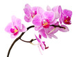 Leinwandbild Motiv isolated orchid