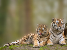 Beautiful Image Of Tigress Relaxing On Grassy Hill With Cub
