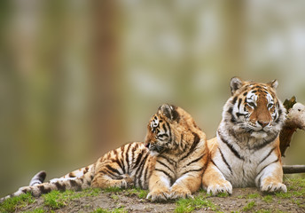 Beautiful image of tigress relaxing on grassy hill with cub