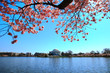 Jefferson memorial in National cherry blossom festival