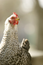 Close-up Of Chicken