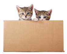 Two Little Tabby Kittens In A Cardboard Box