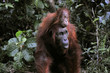 A female of the orangutan with a baby.