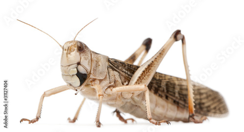 Fotografía Migratory locust, Locusta migratoria