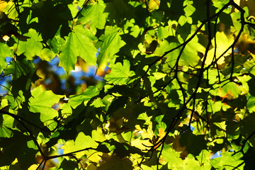 Wall Mural - autumn leaves close up