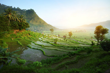 bali