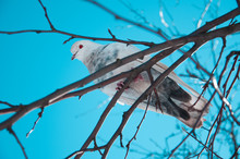 White Pigeon On A Branch