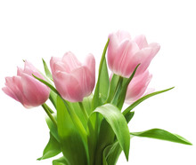 Pink Tulips Isolated On White Background