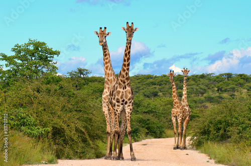 Plakat na papierze fotorealistycznym Żyrafa na drodze, etosha, namibia
